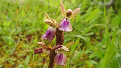 Orchis_collina