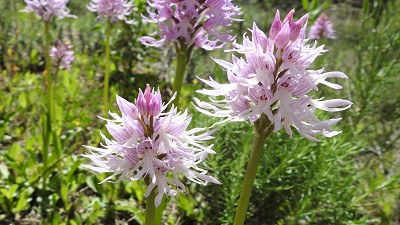 Orchis_italica