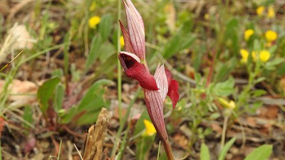 Serapias_strictiflora