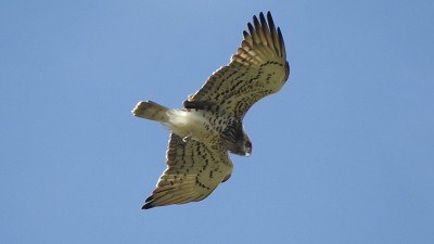 Schlangenadler