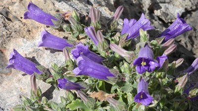 09campanula hagielia