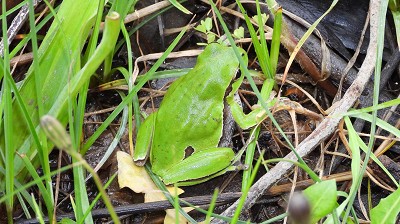 laubfrosch