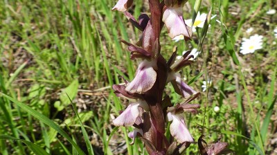 anacamptis_collina