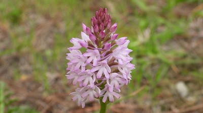 anacamptis_pyramidalis