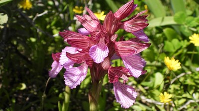 Anacamptis papilionacea subsp. aegeae