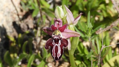 38ophrys_cretica_ssp_beloniae