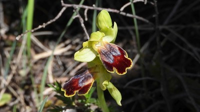 39ophrys_fusca_attaviria