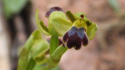 41ophrys_fusca_cinereophila