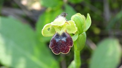 42ophrys_fusca_epta_pigensis