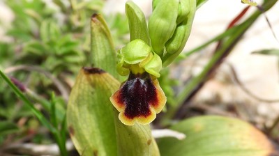 Ophrys fusca var. persephonae