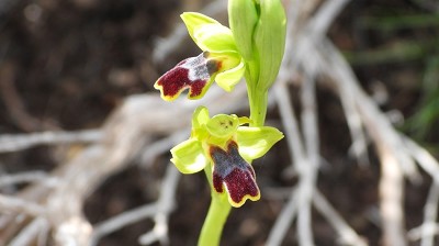 44ophrys_fusca_parvula