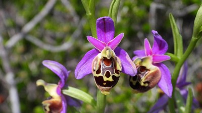 45ophrys_episcopalis