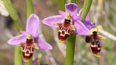 46ophrys_heldreichii