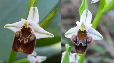 47ophrys_heterochila