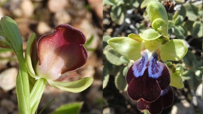 48ophrys_iricolor