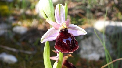 50ophrys_ferrum_equinum