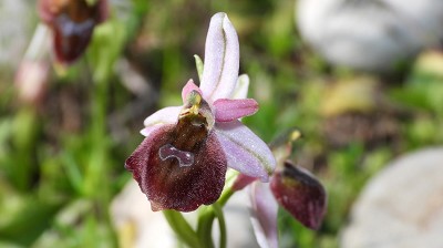 51ophrys_lucis_x_ferrum_equinum