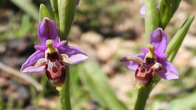 52ophrys_oestrifera_polyxio