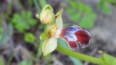 53ophrys_omegaifera
