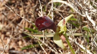 54ophrys_omegaifera_ssp_bassilissa