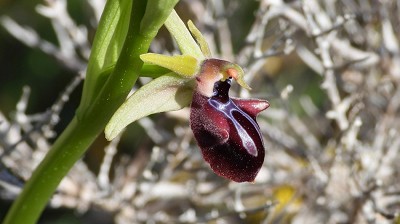56ophrys_mammosa