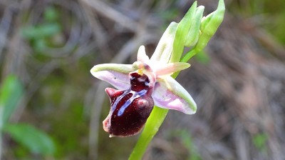 57ophrys_reinholdii_x_mammosa