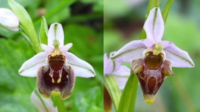 58ophrys_oreas