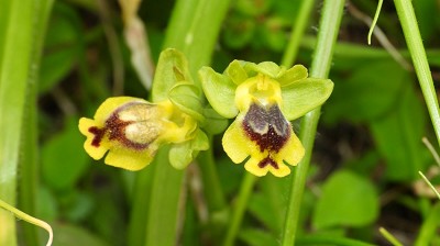 59ophrys_sicula