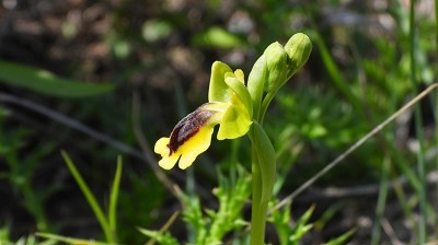 60ophrys_phrygana