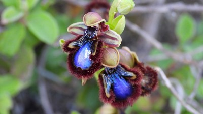 61ophrys_speculum