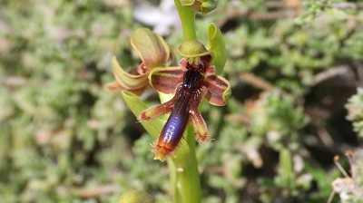 62ophrys_regis_ferdinandii