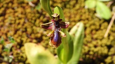 63ophrys_speculum_x_regis_ferdinandii