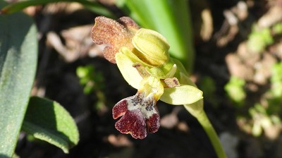 64ophrys_sitiaca