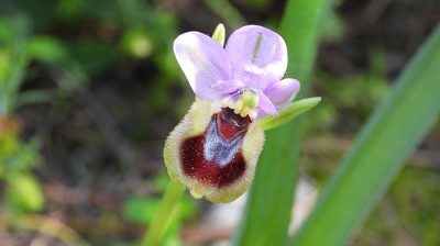 65ophrys_tenthredinifera_leochroma