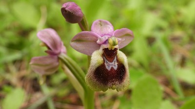 66ophrys_tenthredinifera_ssp_villosa