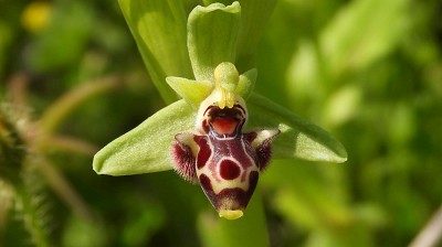 67ophrys_umbilicata_ssp_rhodia