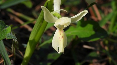 68orchis_provincialis