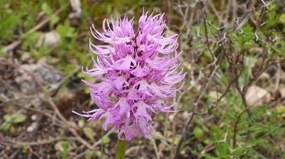 69orchis_italica