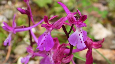 70orchis_anatolica