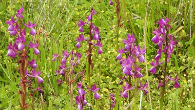 17orchis_laxiflora