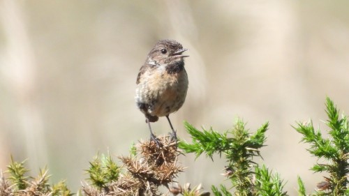 Schwarzkehlchen juv