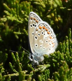 Polyommatus_icarus