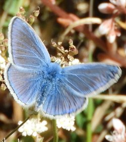 Polyommatus_icarus