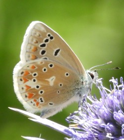 Polyommatus dorylas