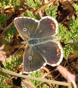 Aricia morronensis