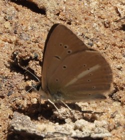 Polyommatus_damon