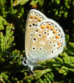 polyommatus_escheri