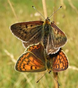 Lycaena_tityrus