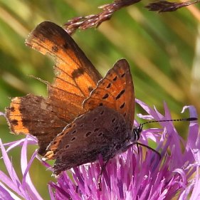 Lycaena alciphron