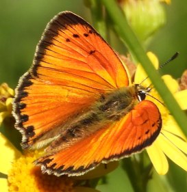 Lycaena virgaureae var. miegii